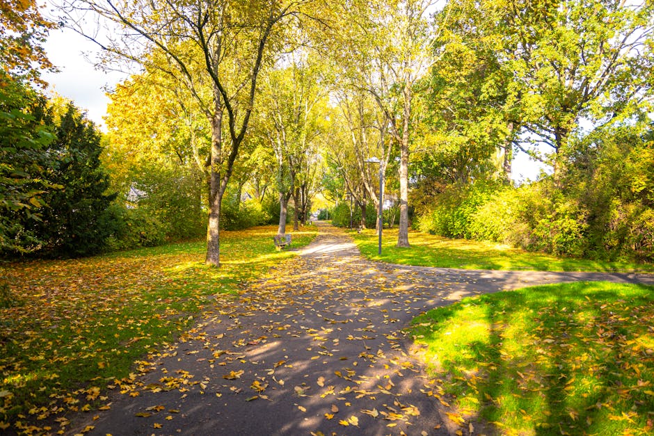 A paved pathway inside Pymmes Park during autumn, lined with tall trees whose branches reach overhead, displaying a mix of green and golden yellow leaves, some of which have fallen onto the ground. The pathway curves gently through the park, with a bench visible along the side and a lamppost positioned near the center of the image. Bright sunlight filters through the foliage, creating patches of shadow and light on the path and surrounding grassy areas. The scene presents a peaceful outdoor setting suitable for walking and relaxing, emphasizing the natural environment that is often encountered during home relocation or outdoor furniture transport in Edmonton, as managed by Man with Van Edmonton, a company specializing in removals and moving services.