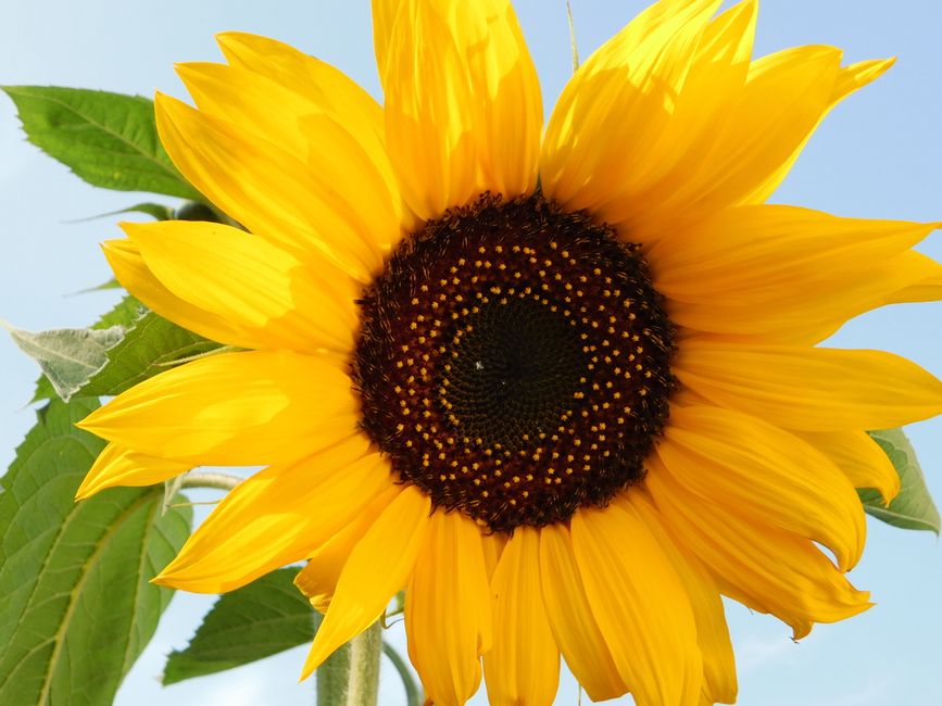 A close-up image of a mature sunflower in full bloom, with a large, round, and textured central disk displaying a pattern of tiny green and brown florets. Surrounding the disk are vibrant yellow petal